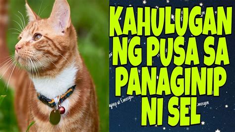inaatake ng pusa sa panaginip